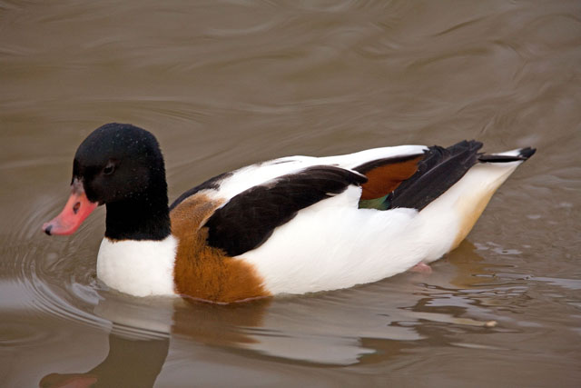 Bird 2.jpg