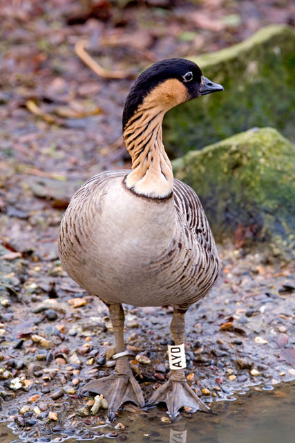 Bird 3.jpg