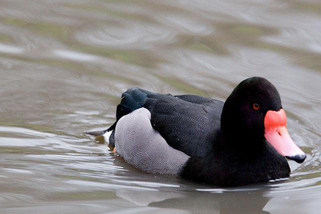 Bird 4.jpg