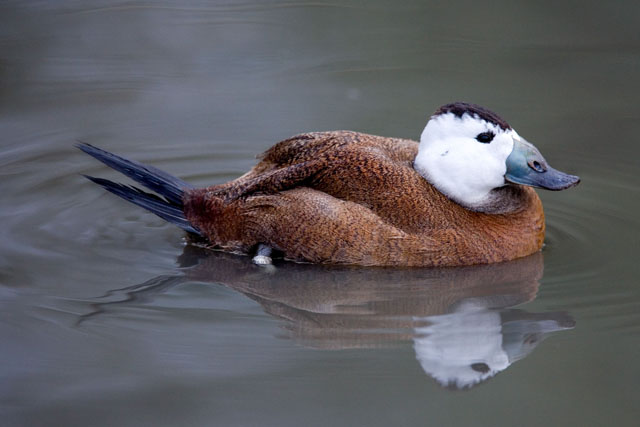 Bird 5.jpg