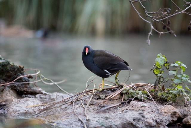 Bird 6.jpg