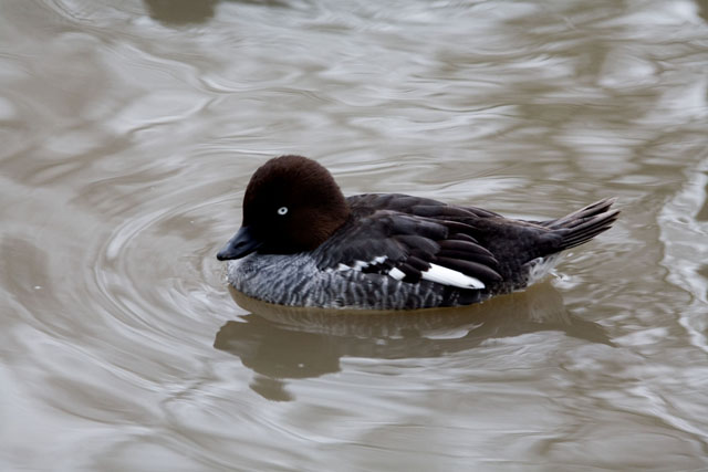 Bird 7.jpg