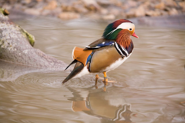 Bird 9.jpg