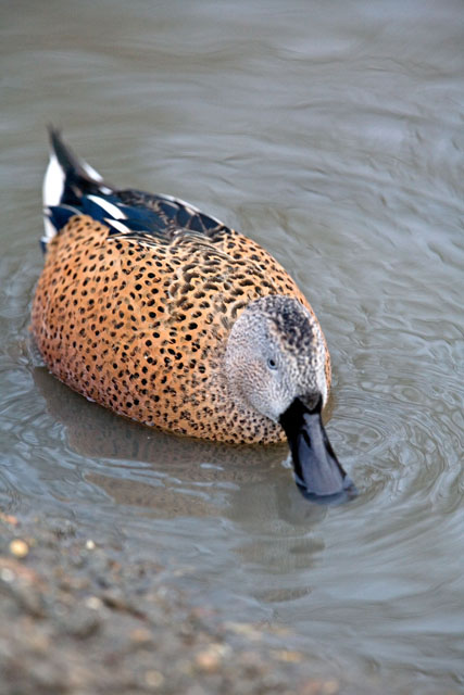 Bird 10.jpg