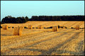 Harvest