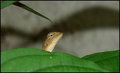 Lezard
