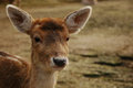 Roe deer