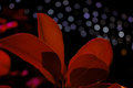 Nightflower