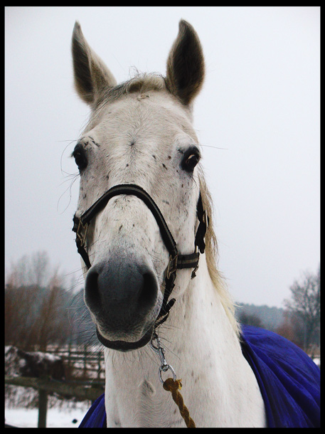 Portrait of a horse