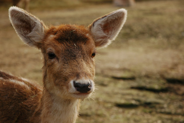 Roe deer