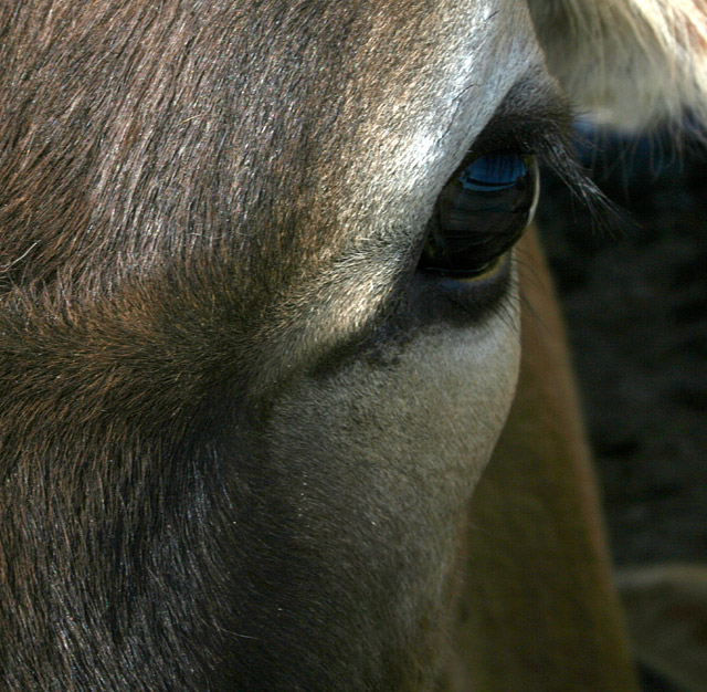 cow.jpg