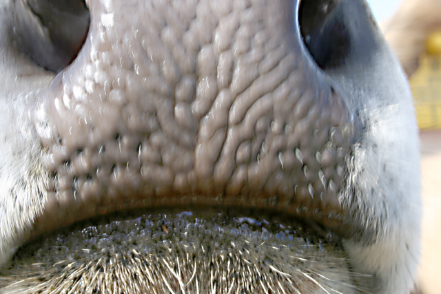 on-the-nose.jpg