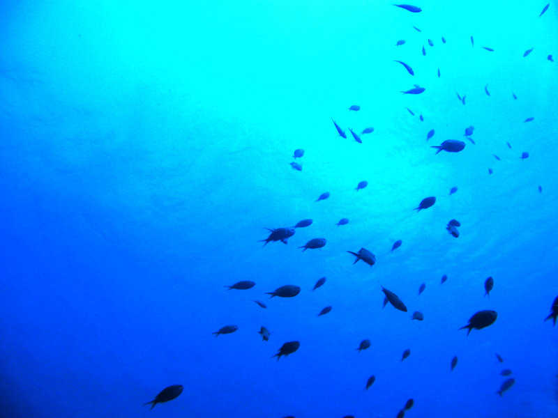 fish.jpg