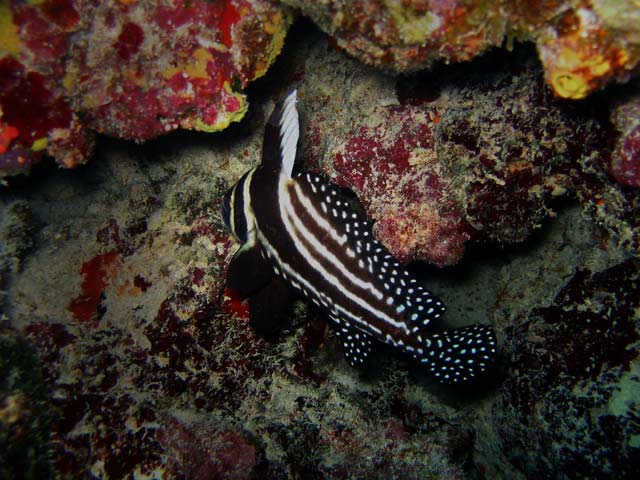 curacao1-small.jpg