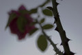 thorns-before-rose.jpg
