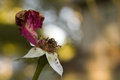 tattered-flower.jpg