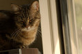 bailey-on-tv.jpg