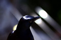silhouette