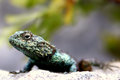 Portrait of a lizard