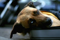 Homeless dog