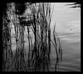 drops