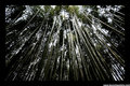 Bamboo Scape