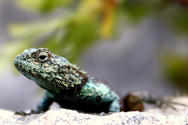 Portrait of a lizard