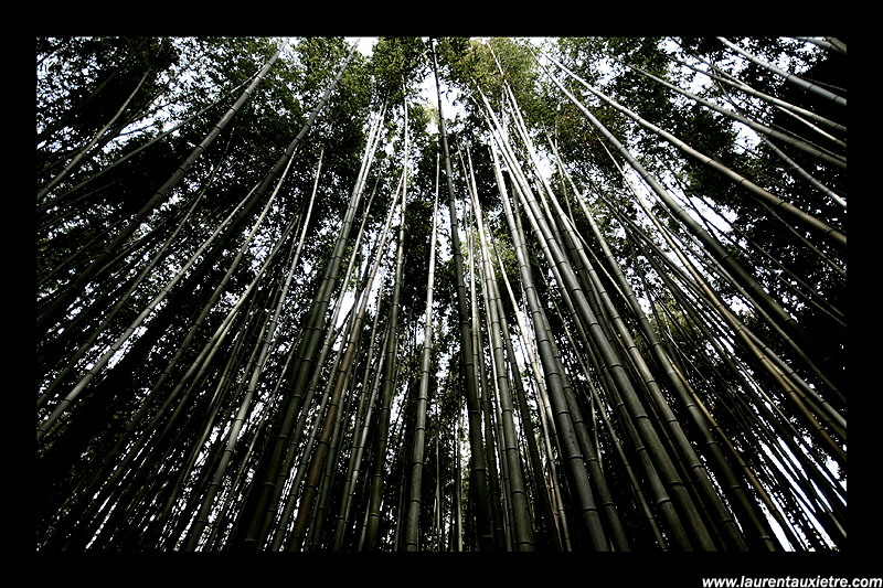 Bamboo Scape