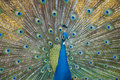Colorful Peacock