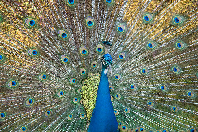 Colorful Peacock