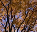 The-Real-Gold-Leaf.jpg