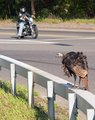 Rail-Bird.jpg