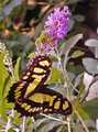 Giant-Swallowtail.jpg