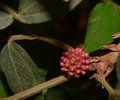 Shot-of-an-unknown-plant.jpg