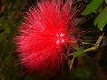Close-up-flower-shot.jpg