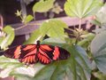 Postman---Butterfly.jpg