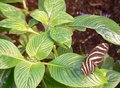 Zebra-Longwing---Butterfly.jpg