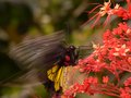 Birdwing-Butterfly.jpg