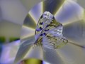 Rice-Paper-Butterfly.jpg