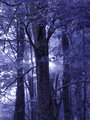 One Eye Tree.jpg