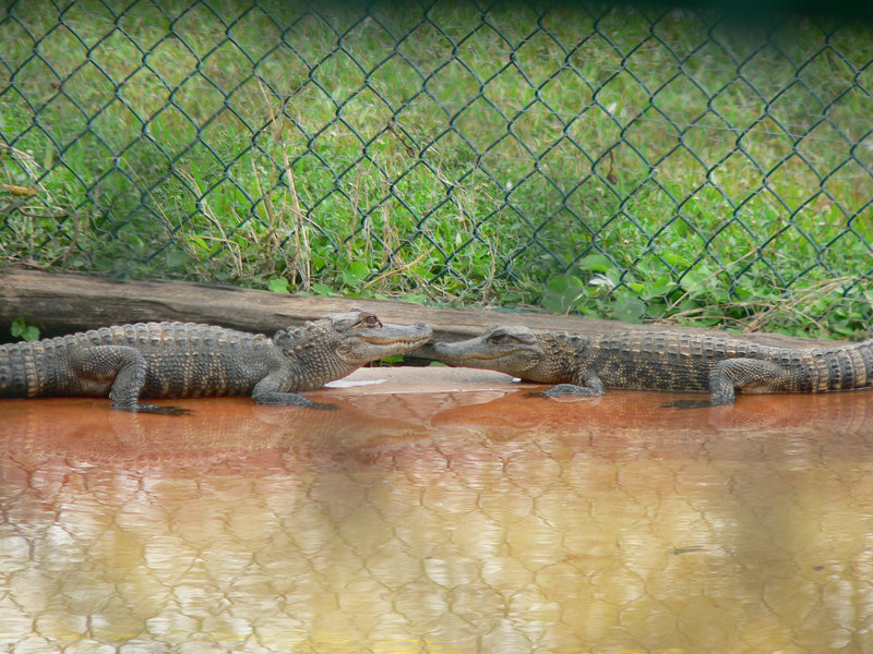 Face Off.jpg