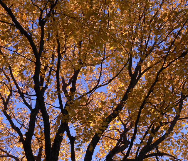 The-Real-Gold-Leaf.jpg
