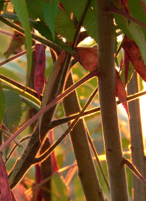 Sun-Shine.jpg