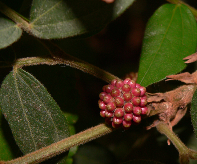 Shot-of-an-unknown-plant.jpg