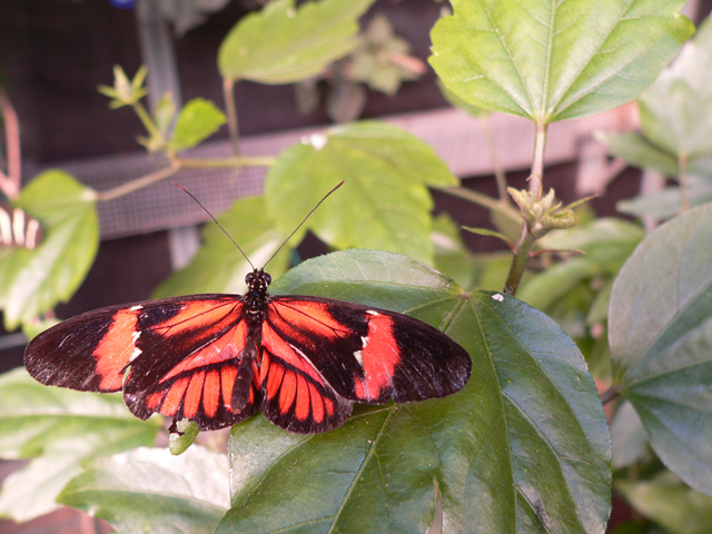Postman---Butterfly.jpg