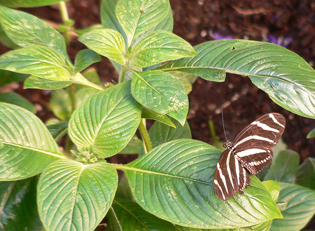 Zebra-Longwing---Butterfly.jpg