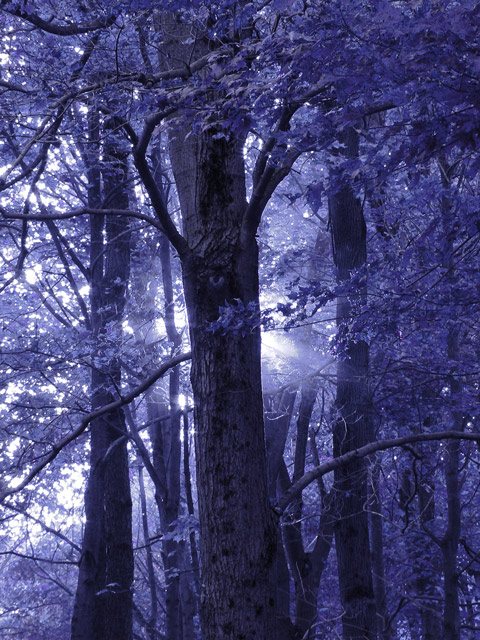 One Eye Tree.jpg
