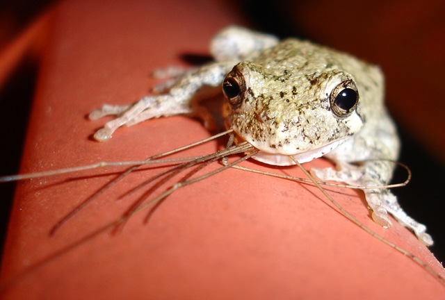 Frog