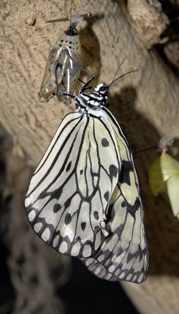 New Butterfly