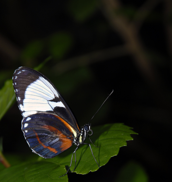 butterfly3.jpg